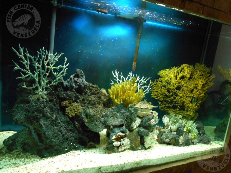 Acuario Fishcenter -