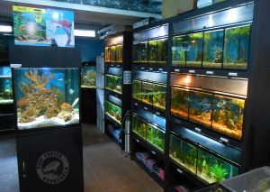 Fish Center Venezuela
