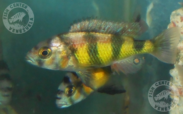 Haplochromis latisfaciatus juveniles