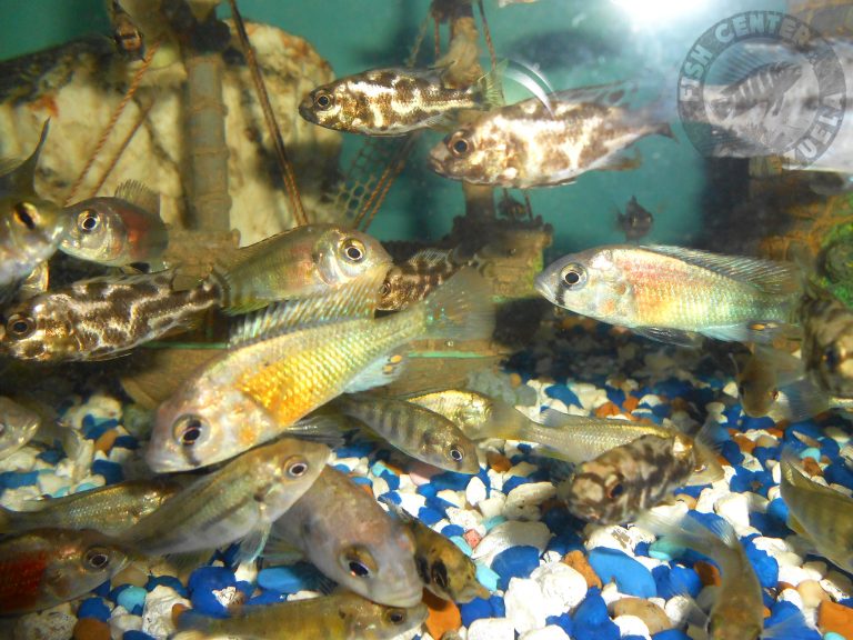 Nimbochromis livingstonii y Ptyochromis Hippo Point Salmon juveniles