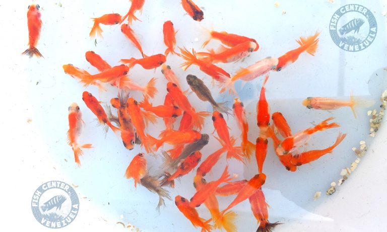 Seleccionando Goldfish fantail juveniles~